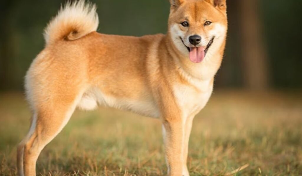 Doge Miner