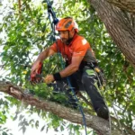 When To Consult a Certified Arborist